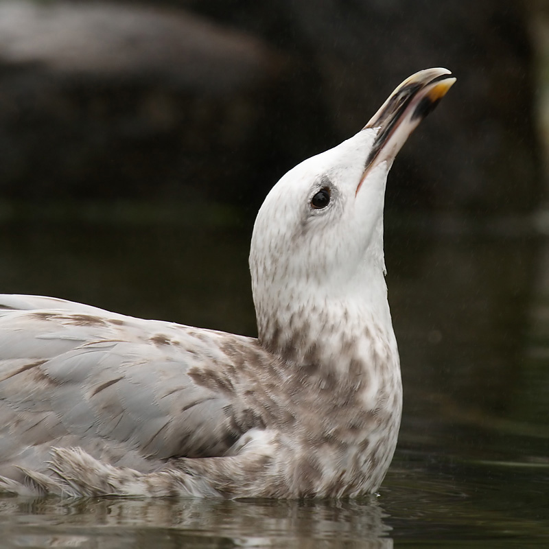 Caspian gull (larus cachinnans), Warsaw, Poland, September 2008