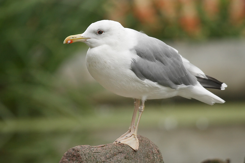 Caspian gull (larus cachinnans), Warsaw, Poland, September 2008