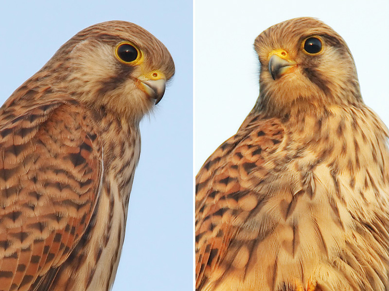 Common Kestrel, Echandens, Switzerland, October 2008 (RH image taken slightly later in the evening)