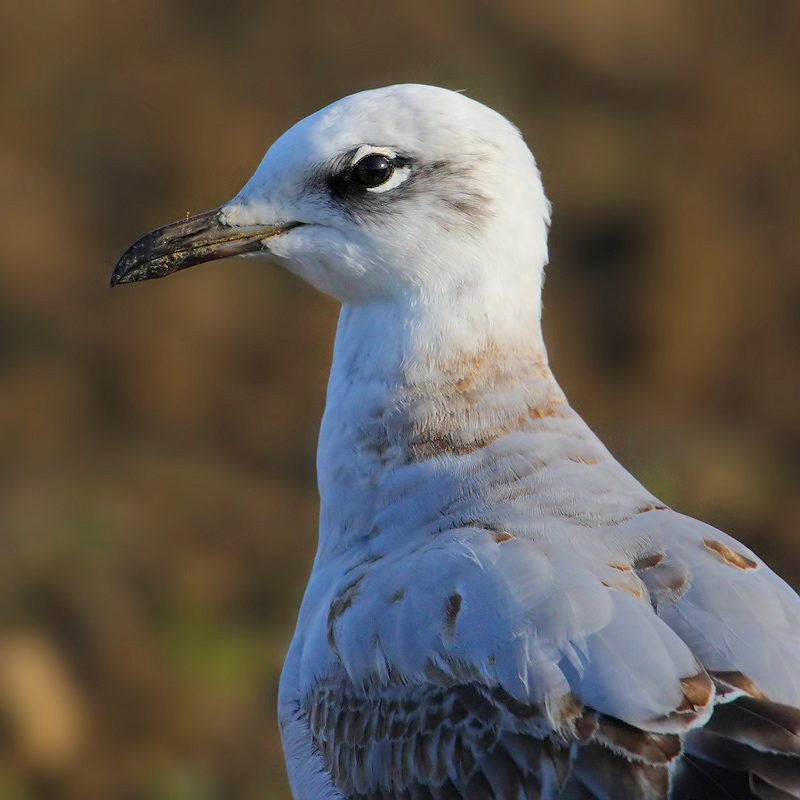 Mediterranean gull (larus melanocephalus), Vullierens, Switzerland, November 2008