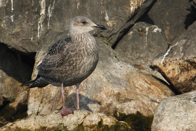 Herring gull (larus argentatus),  Portalban, Switzerland, November 2008