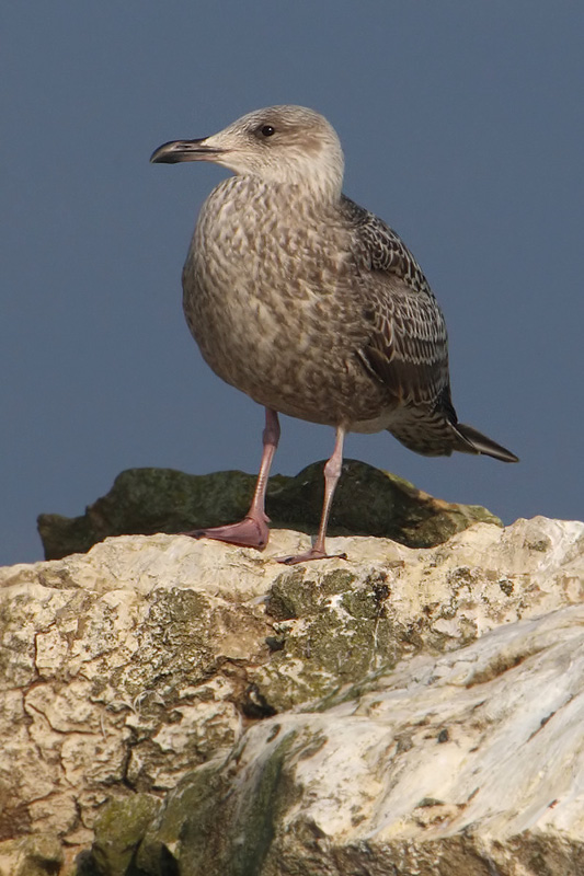 Herring gull (larus argentatus),  Portalban, Switzerland, November 2008