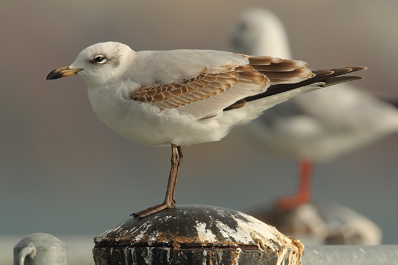 Mediterranean gull (larus melanocephalus), Saint-Sulpice, Switzerland, November 2008