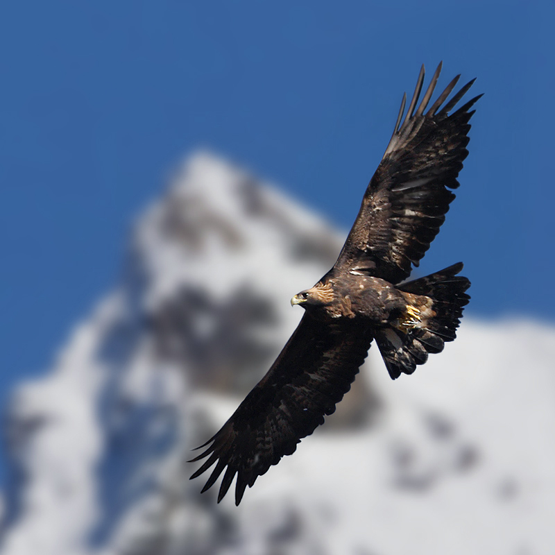 Golden eagle (aquila chrysaetos), Jeizinen, Switzerland, November 2008
