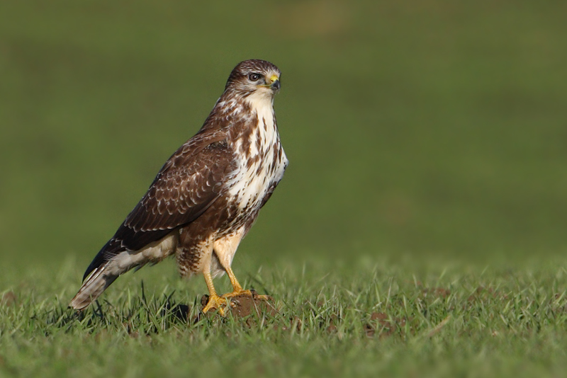 Common buzzard, Clarmont, Switzerland, November 2008