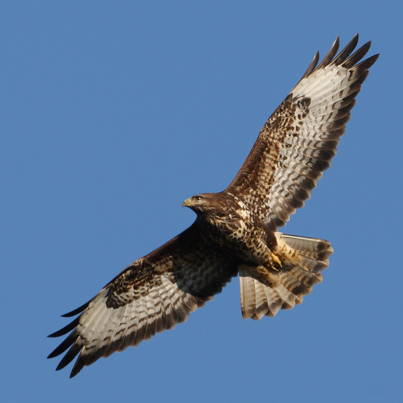 Common buzzard, Clarmont, Switzerland, November 2008