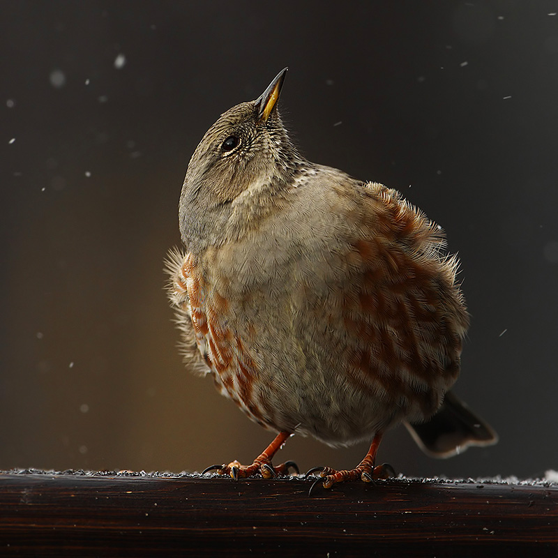 Alpine accentor (prunella collaris), Chandolin, Switzerland, December 2008