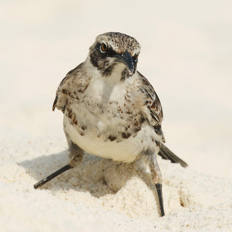 Hood mockingbird (nesomimus macdonaldi), Isla Espaola (Galpagos), Ecuador, December 2008