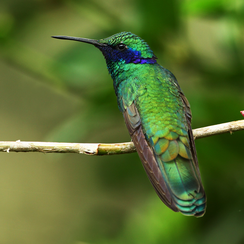 Sparkling violetear (colibri corruscans), Quito, Ecuador, December 2008