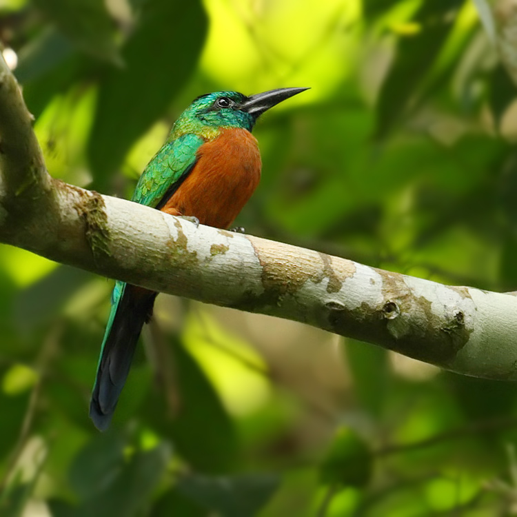 Great Jacamar (jacamerops aureus), La Selva Lodge, Ecuador, January 2009