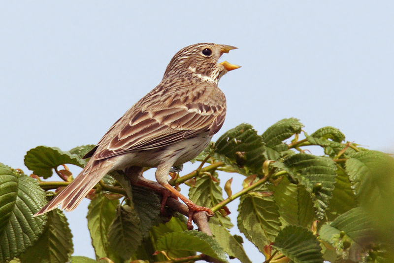 Corn bunting (miliaria calandra), Chrmmi bei Kerzers, Switzerland, May 2009
