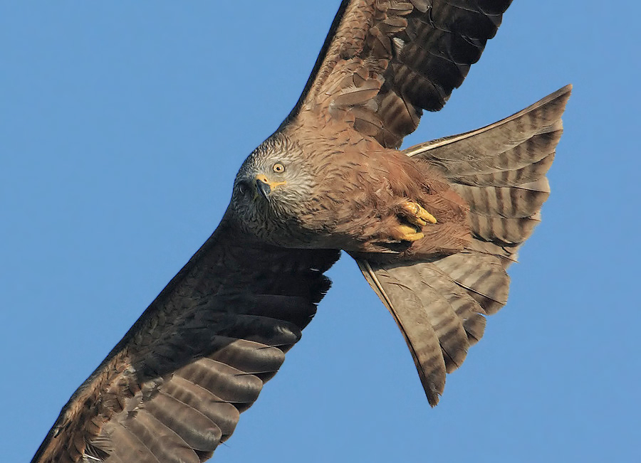 Black kite (milvus migrans), Echandens, Switzerland, July 2009