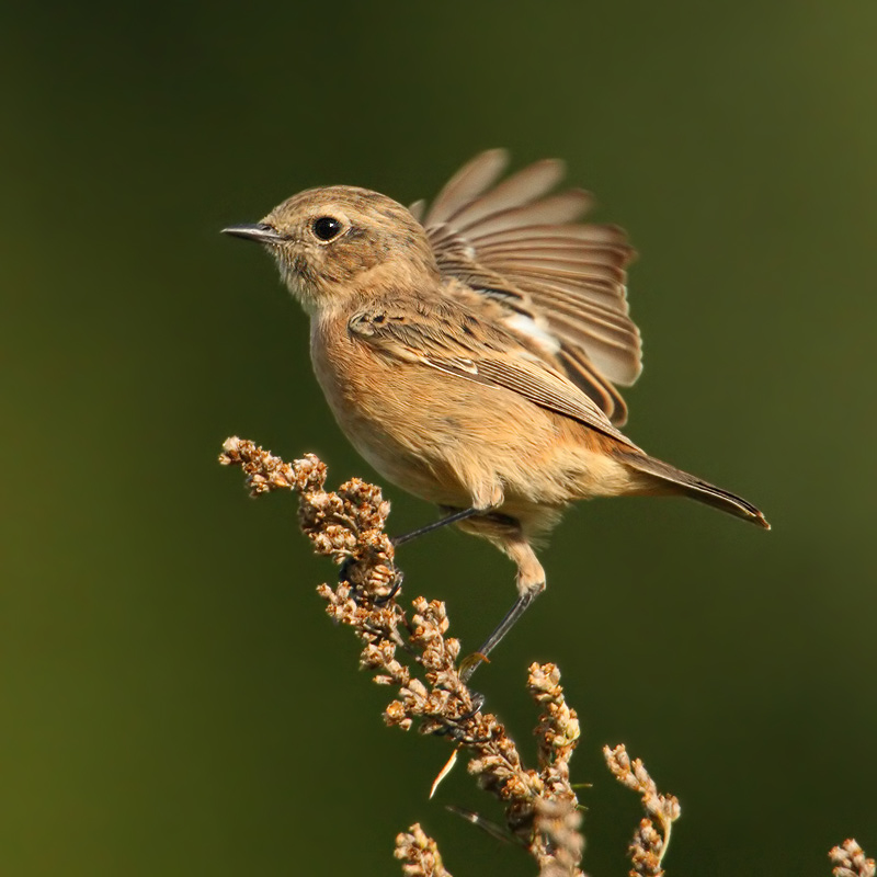 Stonechat (saxicola torquatus), Turtmann, Switzerland, September 2009