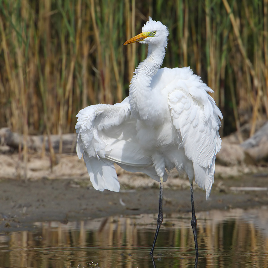 Great white egret (ardea alba), Champ-Pittet, Switzerland, September 2009