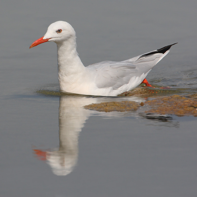 Slender-billed gull (larus genei), Santa Pola, Spain, September 2009