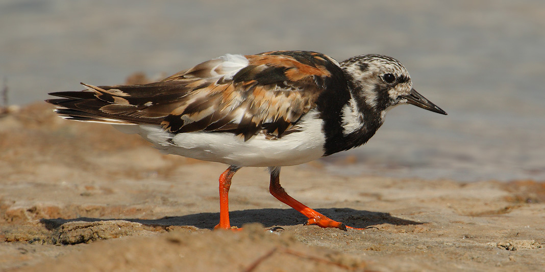 Ruddy turnstone (arenaria interpres), Torrevieja, Spain, September 2009