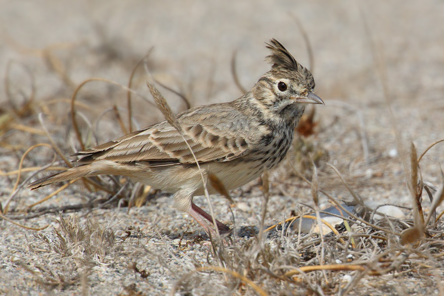 Thekla lark (galerida theklae), Cabo de Gata, Spain, September 2009