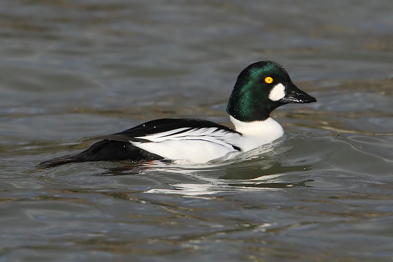 Common goldeneye (bucephala clangula), Saint-Sulpice, Switzerland, December 2009