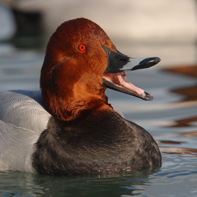 Common pochard (aythya ferina), Morges, Switzerland, December 2009