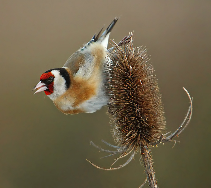 Goldfinch (carduelis carduelis), Aclens, Switzerland, January 2010