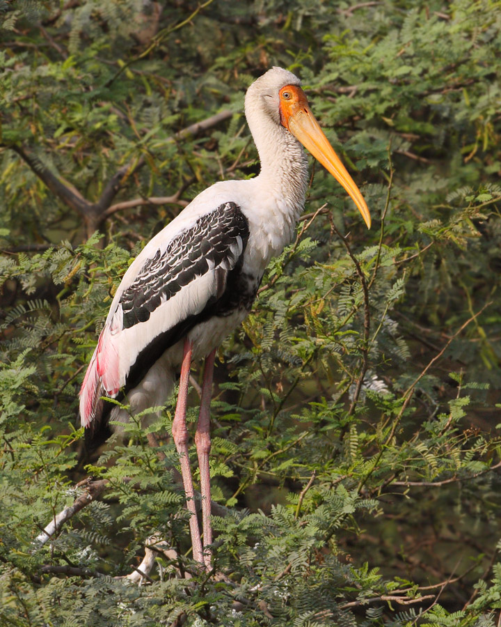 Painted stork (mycteria leucocephala), New Delhi, India, December 2009