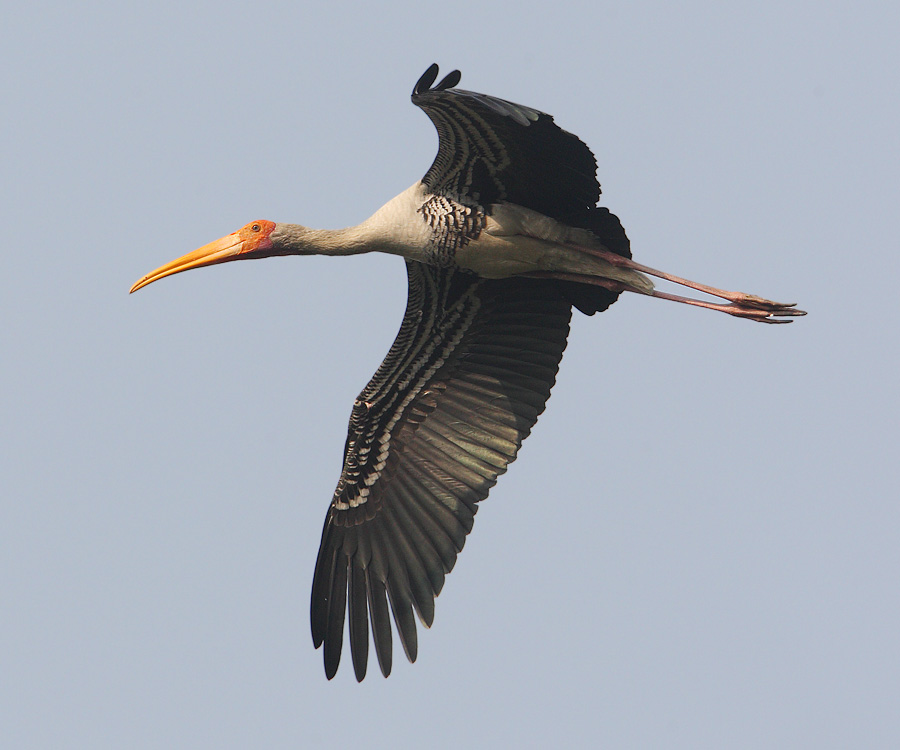 Painted stork (mycteria leucocephala), New Delhi, India, December 2009