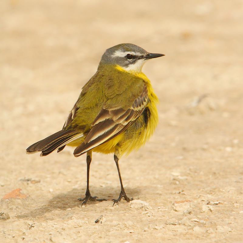 Yellow wagtail (motacilla flava iberiae), San Pedro del Pinatar, Spain, April 2010