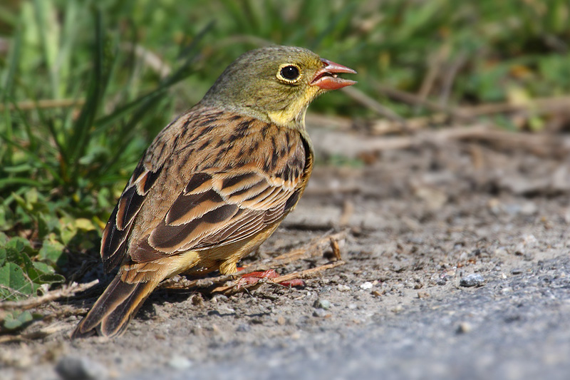Ortolan bunting (emberiza hortulana), Leukerfeld, Switzerland, April 2010