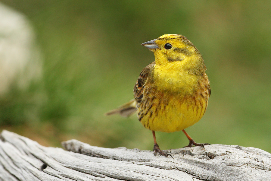 Yellowhammer (emberiza citrinella), Ayer, Switzerland, April 2010