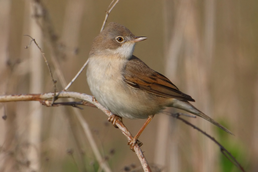 Common whitethroat (sylvia communis), Aclens, Switzerland, April 2010