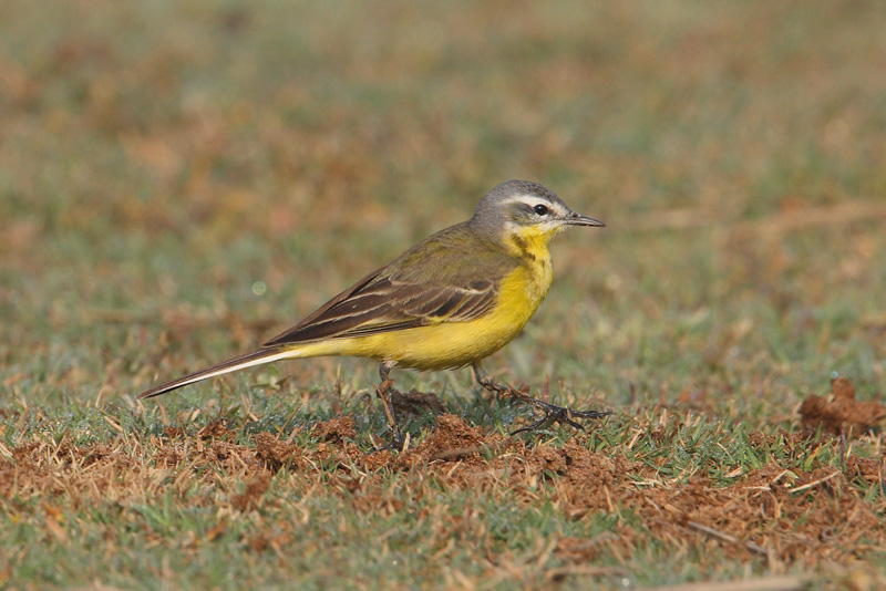Yellow wagtail (motacilla flava beema), Bharatpur, India, December 2009