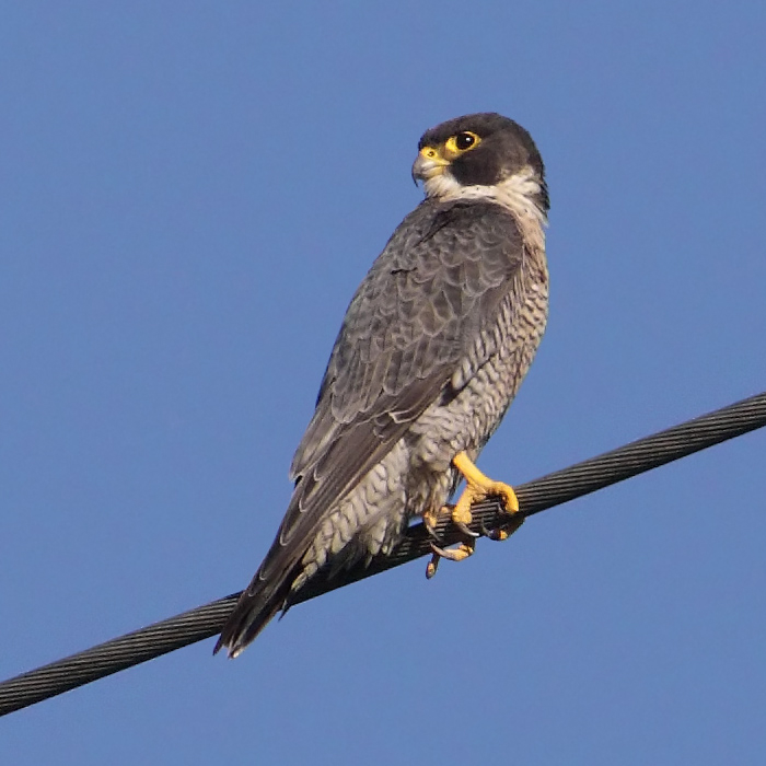 Peregrine falcon (falco peregrinus),Vullierens, Switzerland, August 2010