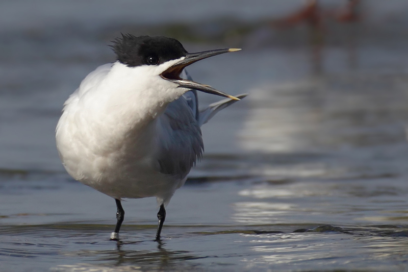 Sandwich tern (thalasseus sandvicensis), Prverenges, Switzerland, May 2011
