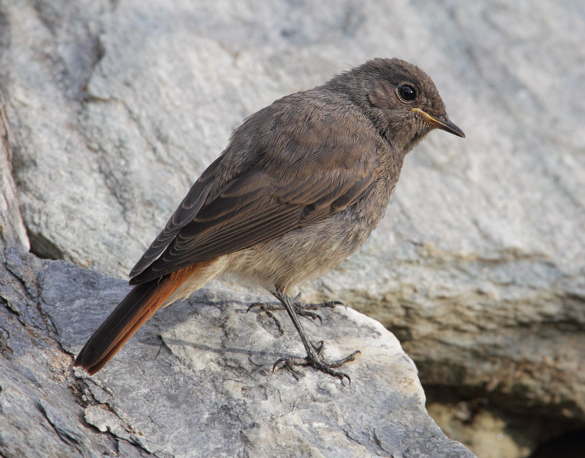 Black redstart (phoenicurus ochruros), Ayer, Switzerland, August 2011