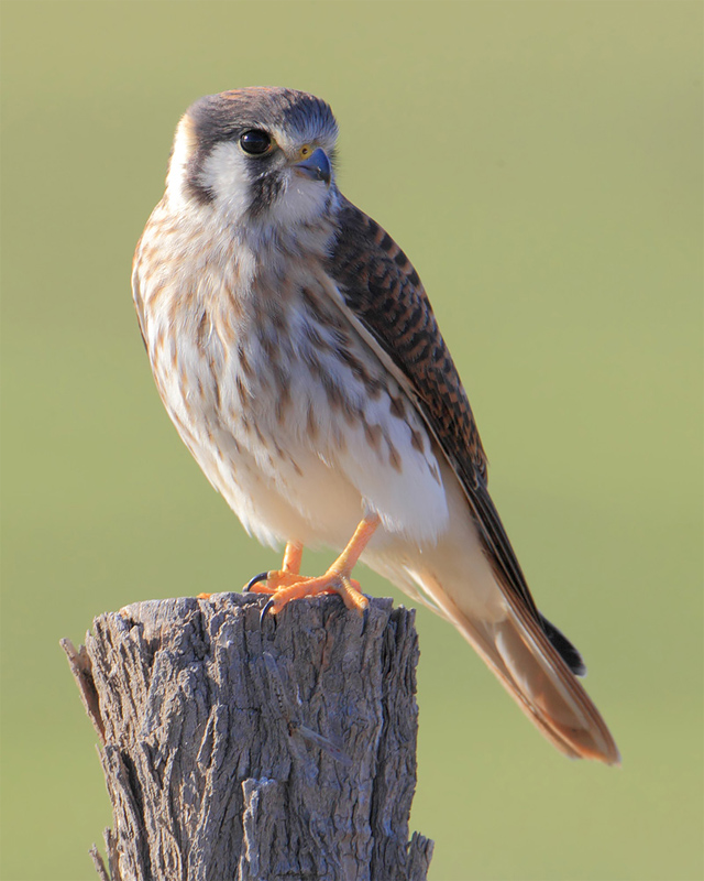 American kestrel (falco sparverius), Gaimn, Argentina, January 2013
