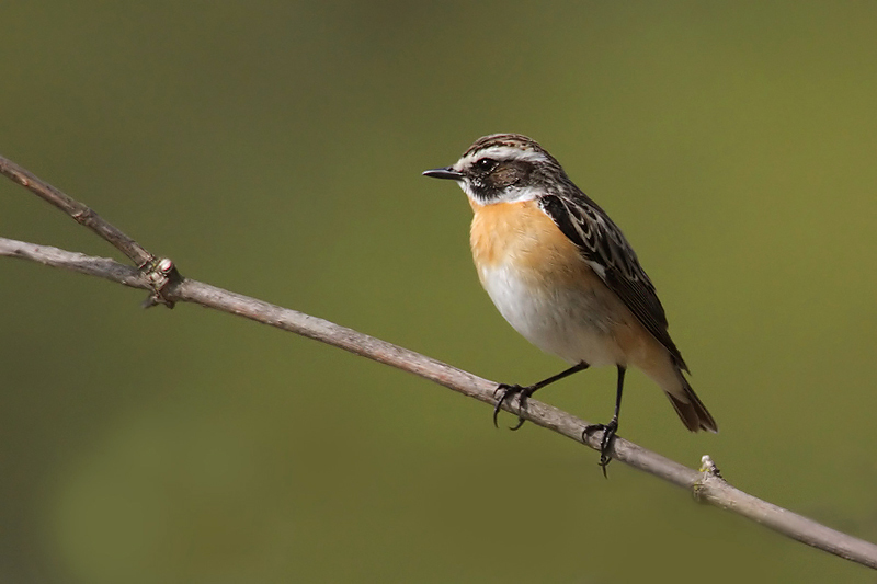 Whinchat, Leukerfeld, Switzerland, April 2008