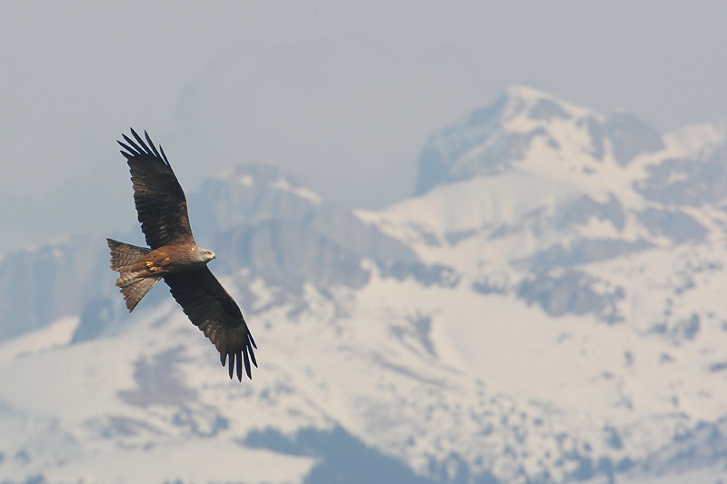 Black kite, Echandens, Switzerland, April 2008