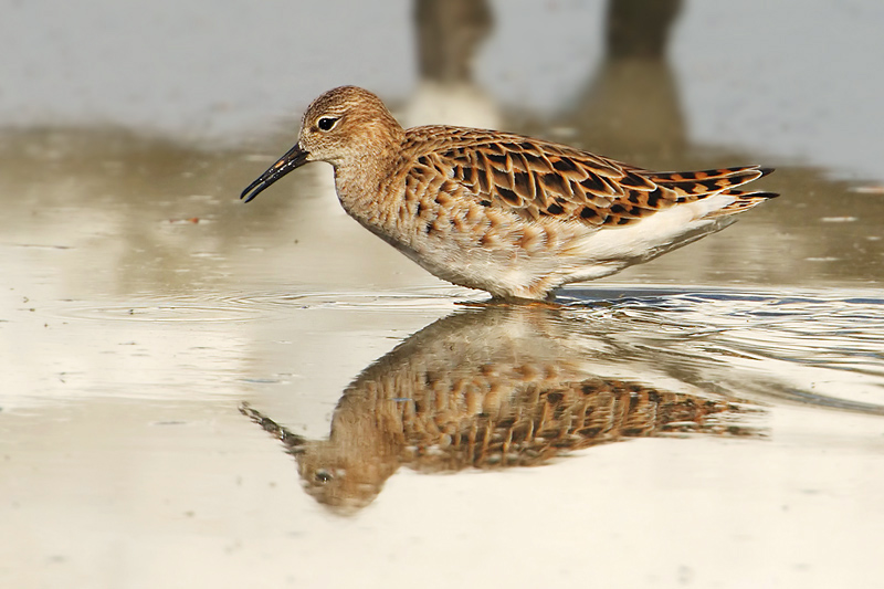 Ruff, Prverenges, Switzerland, April 2008
