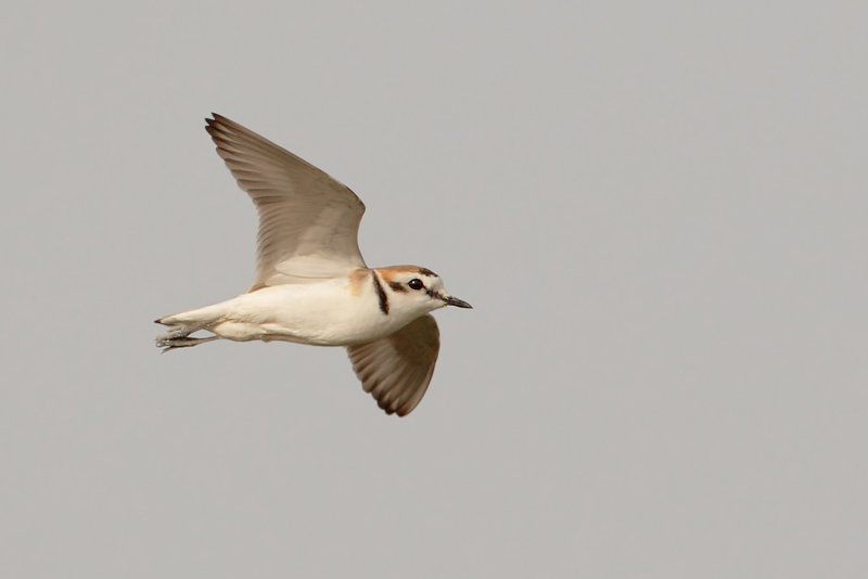 Kentish plover (charadrius alexandrinus), Santa Pola, Spain, May 2008