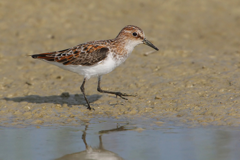 Little stint, Grandcour, Switzerland, May 2008