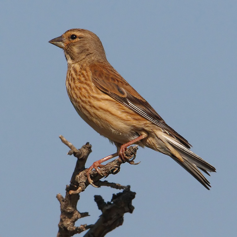 Linnet, Achladia, Crete, May 2008