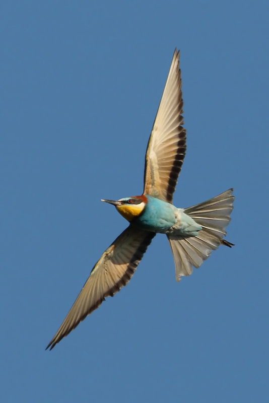 European bee-eater (merops apiaster), Penthaz, Switzerland, June 2008