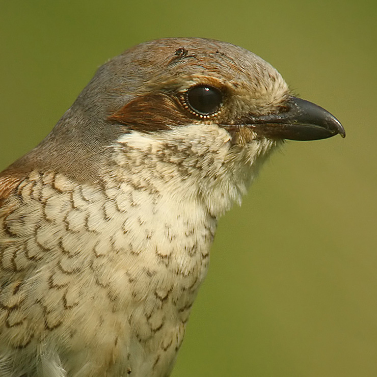 Red-backed shrike, Aclens, Switzerland, June 2008