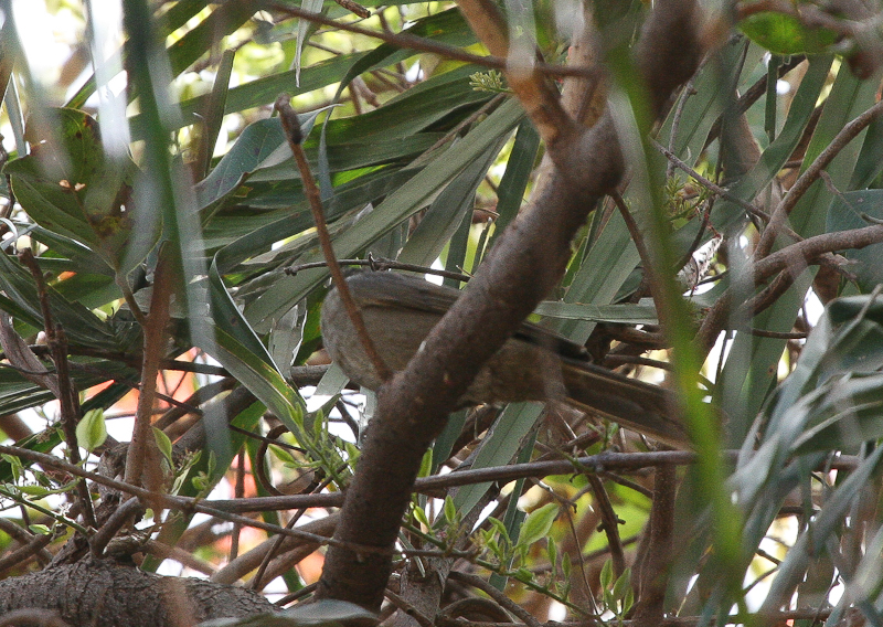 Yellow-throated Leaflove - Geelkraagbuulbuul