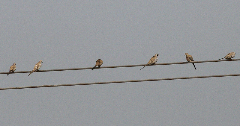 Namaqua Doves - Maskerduiven