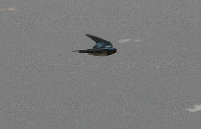 Red-chested Swallow - Roodkeelzwaluw