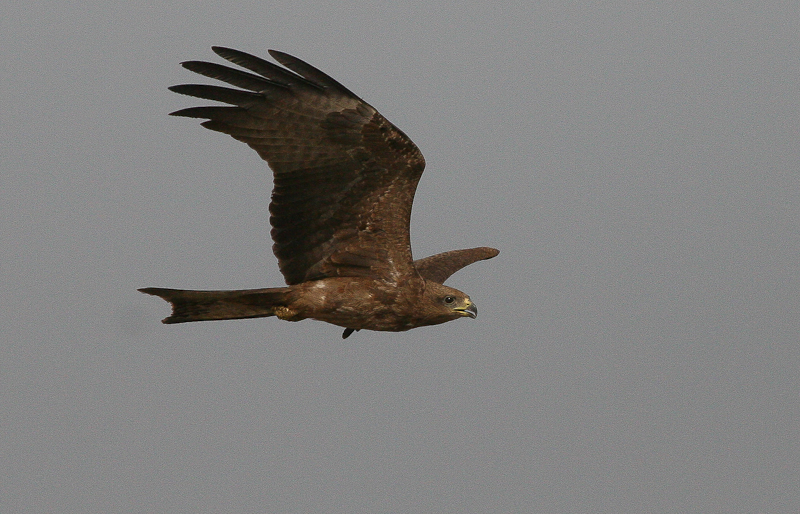 Black Kite - Zwarte Wouw