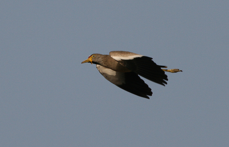 African Wattled Lapwing - Lelkievit