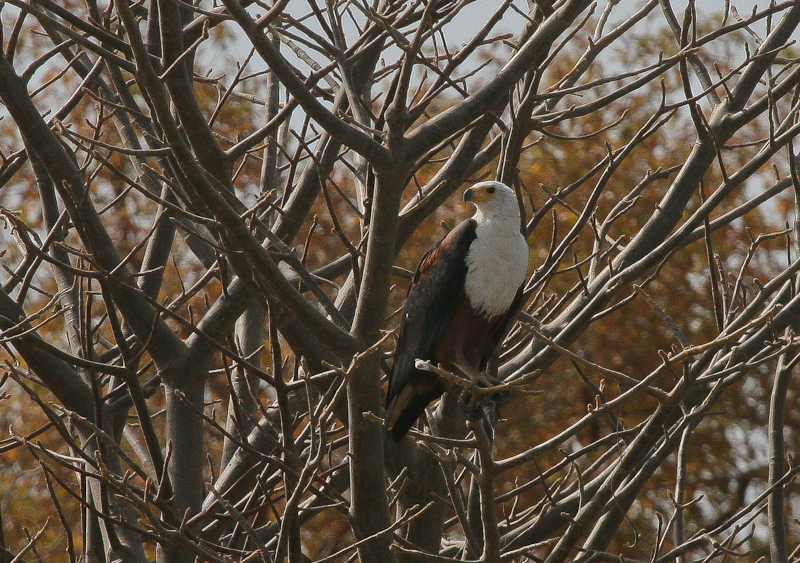 African Fish Eagle - Afrikaanse Zeearend