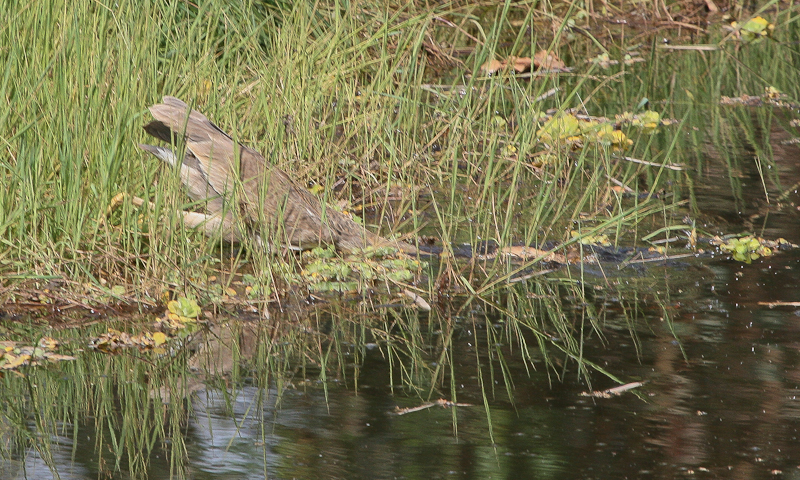 Purple Heron - Purperreiger